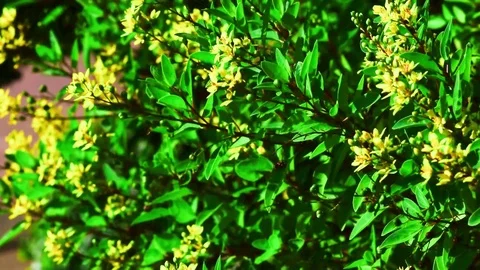 Green flowers, blown wind Stockbeeldmateriaal 83609200