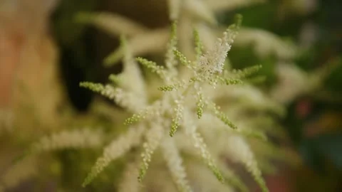 Green flowers for decor Stock Footage 137629692