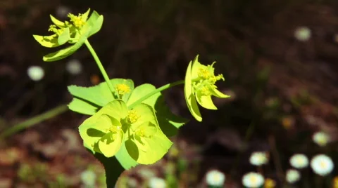 Green flowers 库存影片 720734