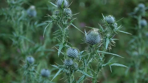 Green Flowers In Forest Stock Footage 77425495