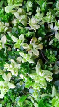 Green flowers Stock Photos