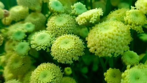 Green flowers Stock Photos