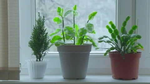 Green flowers in pots on windowsill, falling snow can be seen in window. Stock Footage 260836094
