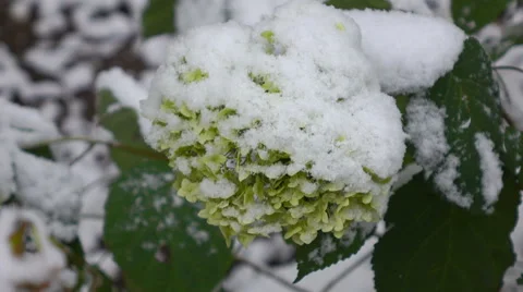 Green flowers with snow Video stock 55708543