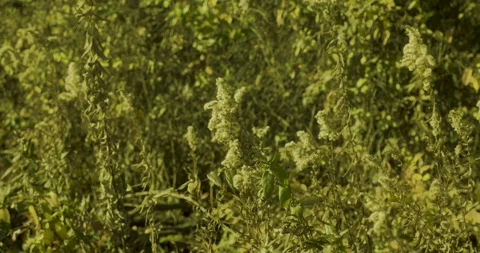 Green flowers with spider crawling on web Stock Footage 321794056