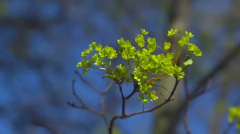Green flowers on a tree Stock Footage 57730925