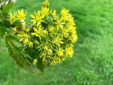 Green flowers on a tree. Stock Photos