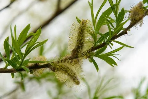 Green fluffy buds on a tree in spring. Stock Photos