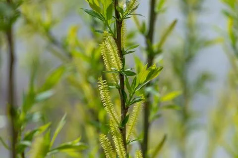 Green fluffy buds on a tree in spring. Stock Photos