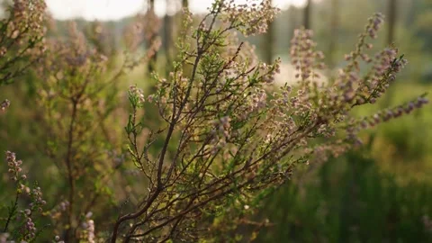 Green fluffy juniper bushes in the forest at sunset Stock Footage 211129446
