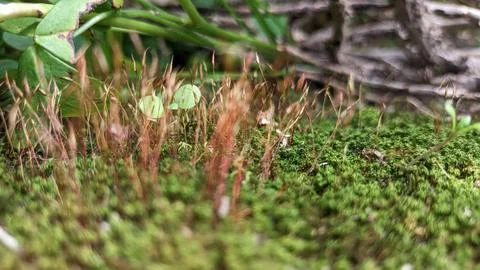 Green fluffy moss grows in the forest against the background of fallen dry twigs 스톡 사진