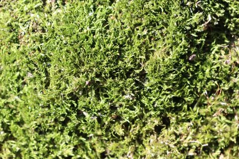 Green fluffy moss grows on the wall of a house in Moldova Stock Photos