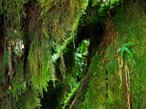 Green fluffy moss hanging from trunk of tropical tree and slightly swaying Stock-Footage 74975600