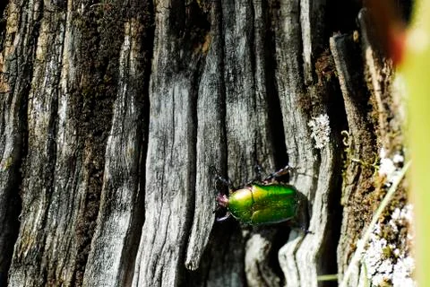 Green fluo beetle Foto stock