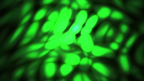 Green fluorescent bacteria cells under microscope. Stock Footage 335526849