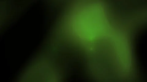 Green fluorescent cells in a dark background. Stock Footage 335526744