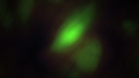 Green fluorescent cells under microscope. Stock Footage 335365322