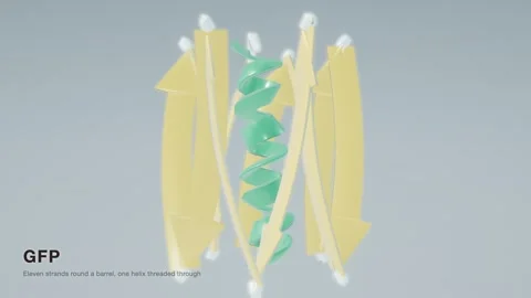 Green fluorescent protein barrel structure rotating loop 스톡 동영상 343822674