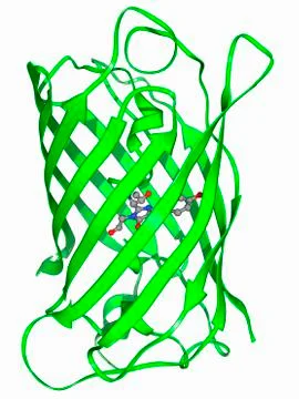 Green fluorescent protein molecule 库存插图
