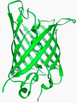 Green fluorescent protein molecule 库存插图