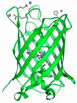 Green fluorescent protein molecule 库存插图