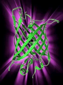 Green fluorescent protein molecule 库存插图