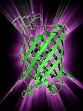Green fluorescent protein molecule 库存插图