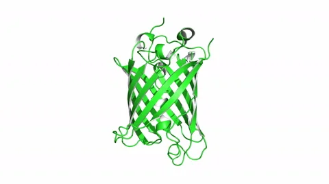 Green fluorescent protein, rotating model Stock Footage 61495843