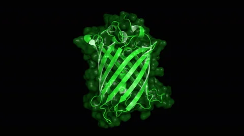 Green fluorescent protein, rotating model Stock Footage 61495865