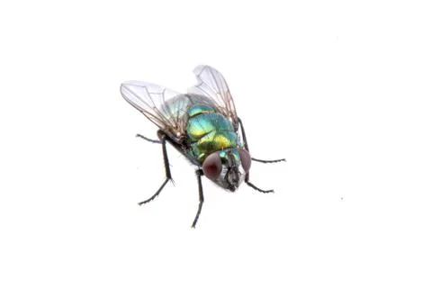 Green fly on a black background Stock Photos