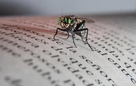 Green fly on the book Stock Photos