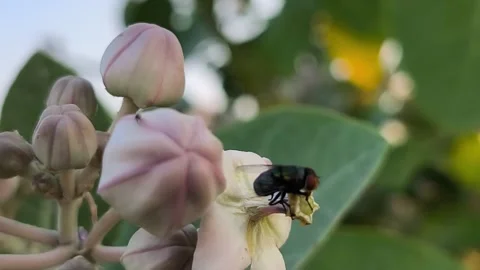 Green Fly on Crown Flower Stock Footage 340851857