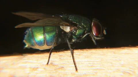 Green fly Stock Footage 62311255