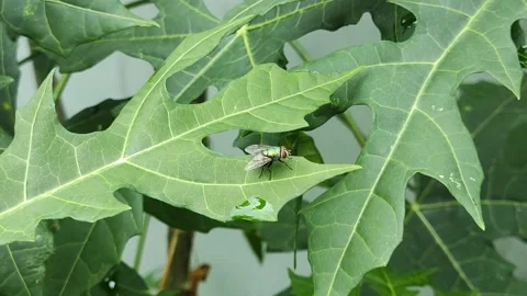 A green fly Stock Footage 218105684