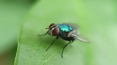 Green fly Stock Footage 236027017