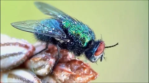Green fly Stock Footage 276897927
