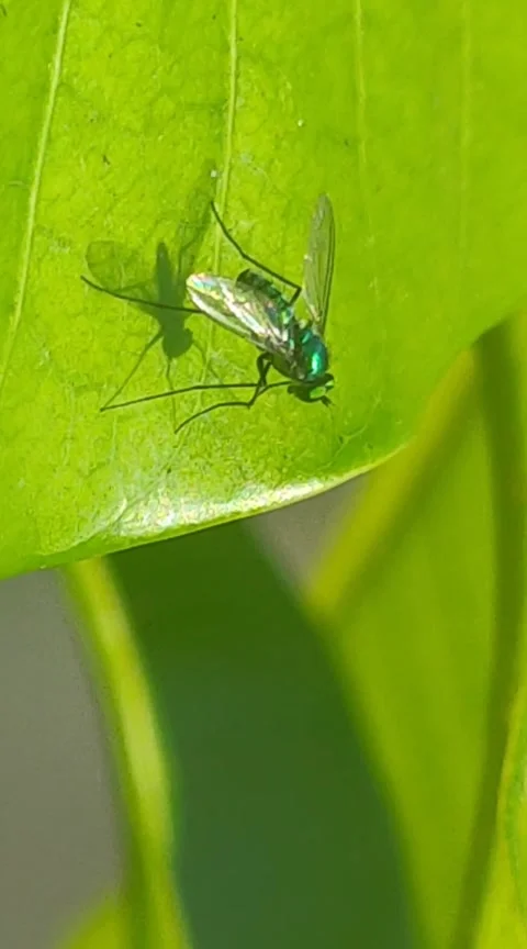 Green Fly Stock Footage 288561517