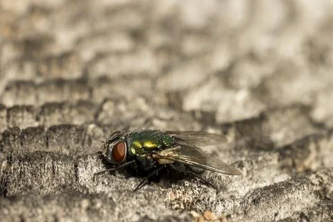 Green fly on a gray surface close-up Stock Photos