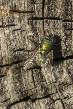 Green fly on a gray surface top view Foto stock