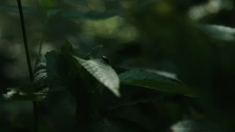 Green fly on a green leaf 動画素材 92083488