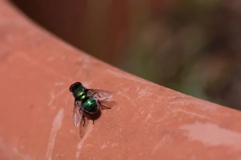 Green fly isolated Stock Photos