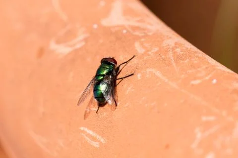 Green fly isolated Stock Photos