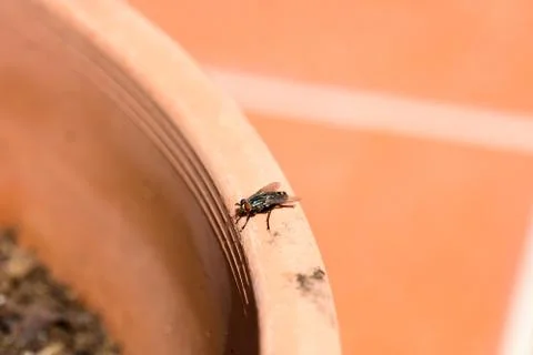 Green fly isolated Stock Photos