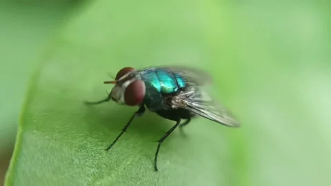 Green fly on the leaf Video stock 236027003