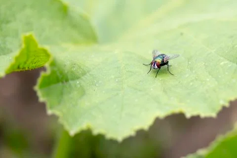 Green Fly on a leaf Stock Photos