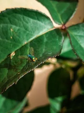 Green fly on leaf Stock Photos