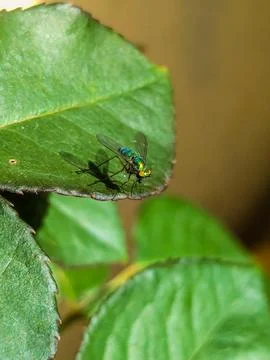 Green fly on leaf Stock Photos