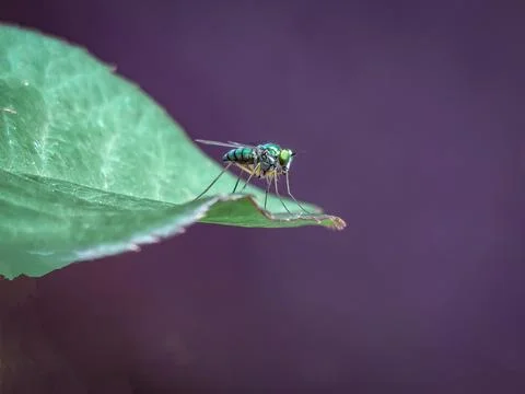 Green fly on leaf Stock Photos