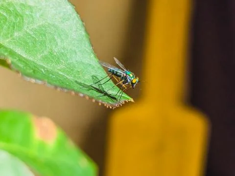 Green fly on leaf Stock Photos