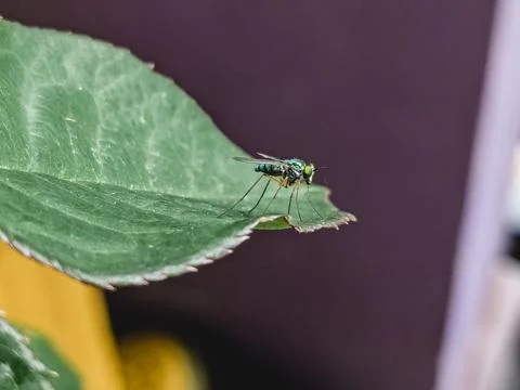 Green fly on leaf Stock Photos